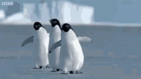 Penguin waddle gif - Penguins sleep on both land and as they float at sea. It is not unusual for penguins to sleep standing up, although they also sleep laying down.